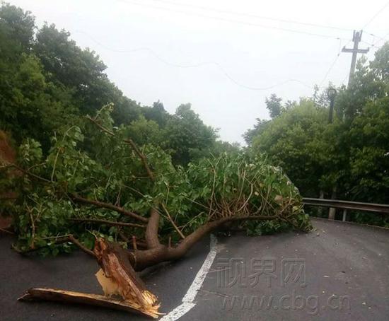 4日下午,重庆渝北210国道沿线的近10棵大树被拦腰吹断,使得道路交通受阻。(图片来源:视界网)