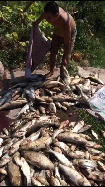 达州养殖户何学华家近千斤鱼儿死亡。经专家确认，因天热，鱼儿养殖密度过大，缺氧出现翻塘。