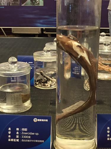 国家海洋局展示的深海生物标本。图为绵鲋。灼烁日报记者 杨舒摄/灼烁图片