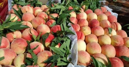 平谷大桃滞销变畅销 花椒直播成农业销售新方