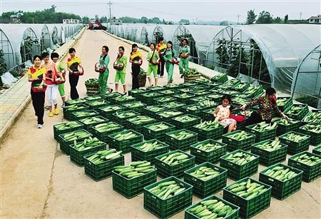 村民们从蔬菜基地里采摘的黄瓜