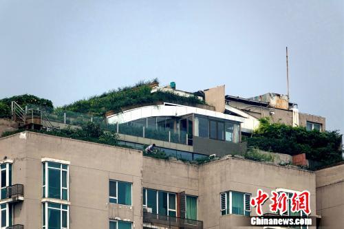 8月16日，北京市海淀区，曾经被拆除的“最牛违建”又种起了绿植，与同小区其他楼顶对比非常明显。 潘心怡 摄