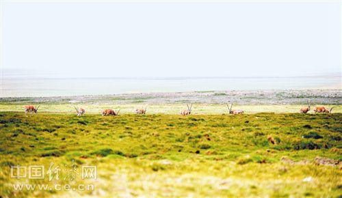8月7日，青海可可西里自然保护区内，一群藏羚羊在悠然吃草。由于近年来对可可西里的保护，这里的藏羚羊由2万多只恢复到6万多只。 经济日报记者 高兴贵摄
