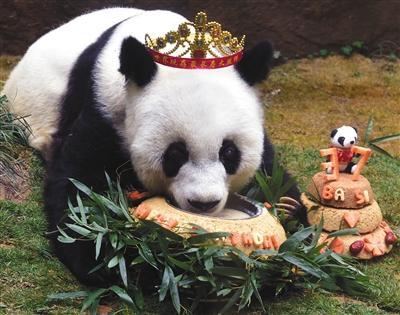 2017年1月18日，37岁的巴斯获最长寿圈养大熊猫世界纪录并庆生。图/视觉中国
