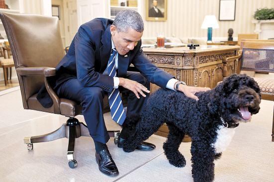 奥巴马抚摸宠物狗