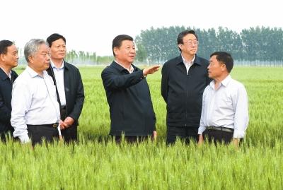 2014年5月9日，在尉氏县张市镇高标准粮田，习近平总书记走进田间，仔细查看小麦长势。本报记者杜小伟摄