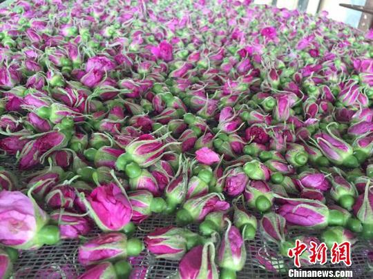 图为采摘的玫瑰花朵 李超 摄
