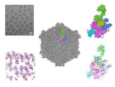 图为质多角体病毒CPV的冷冻电镜图像（左上）和质型多角体病毒衣壳三维重构（中）。重构结果中彩色部分为组成该病毒的最基本的非对称结构单元。右图展示该非对称单元的放大图（右上）以及构建的原子模型（右下）。左下图展示的是部分氨基酸的三维重构电子密度图以及构建的原子模型，可以很清楚地看见氨基酸侧链。