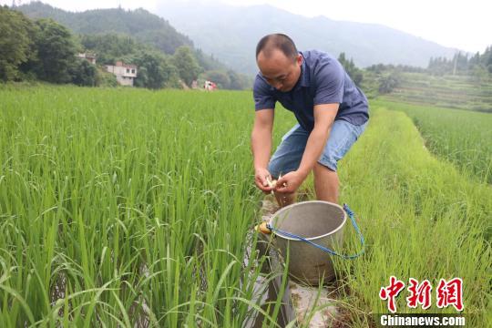 村民领到鱼苗后到田间放养。　林馨　摄