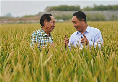 2016年9月，袁隆平（左）和河北硅谷农科院超级杂交水稻百亩示范田负责人宋福如在示范田内。河北硅谷农科院供图