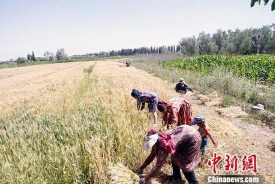↑资料图：农民正在抢收夏粮。中新社记者 王小军 摄