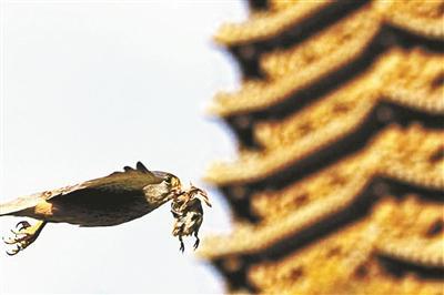 红隼捉到了一只麻雀,正飞过未名湖岸的博雅塔