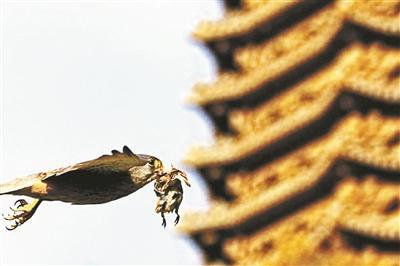 红隼捉到了一只麻雀，正飞过未名湖岸的博雅塔