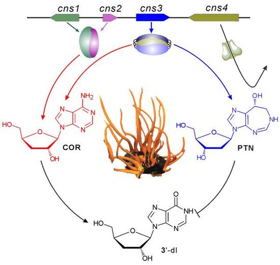 蛹虫草中的基因簇同时合成虫草素（Cordycepin， COR）和喷司他丁Pentostatin， PTN）， 后者可以抑制虫草素降解为3‘-脱氧肌苷 （3’-deoxyinosine，3‘-dI ）