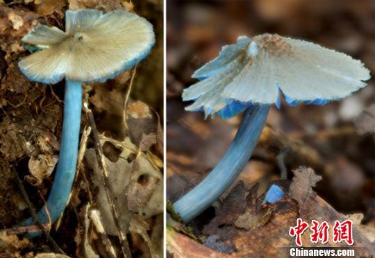 图为勐宋粉褶菌,许建初研究组真菌团队拍摄。昆明植物所供图