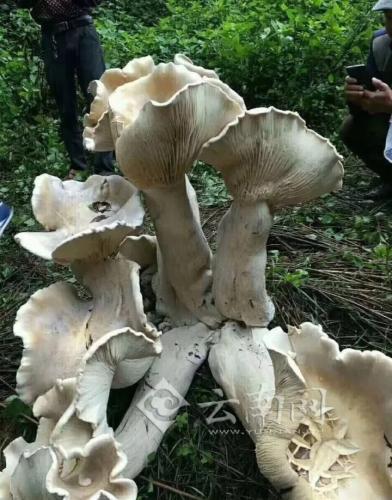 巨型蘑菇現(xiàn)身