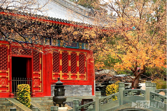 (图:香山红叶)