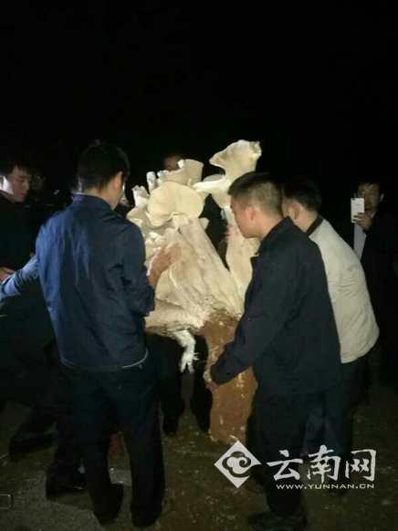 这朵巨型蘑菇王已经被林业部门带走制作标本！