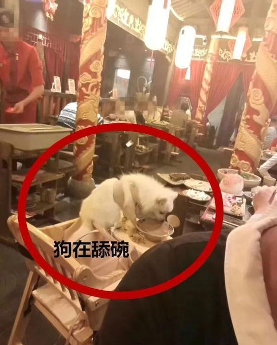 10月23日,常州一位网友爆料:自己和朋友在吾悦国际一网红火锅店排队三小时,结果就为与狗狗享受同样的待遇?