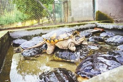 郑州市野生动物救护站内一个浅水池里就有数十只龟
