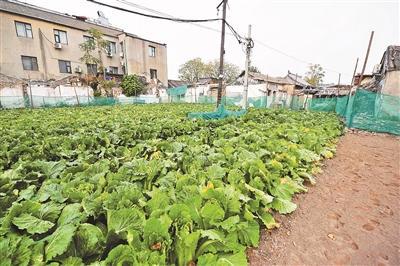  位于前门附近长巷三条的2号菜地里种植着白菜 摄影/本报记者 袁艺