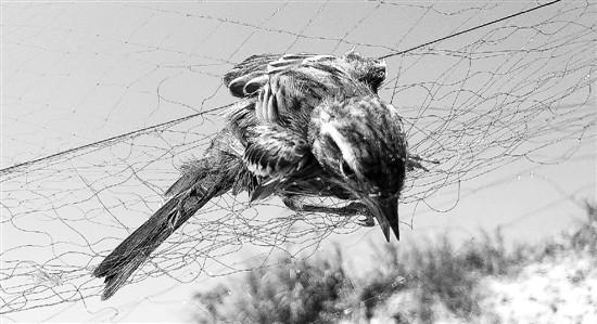 一年一度的候鸟迁徙季已经来临，自由飞翔的精灵们不知道，有盗猎者布下了罗网。
