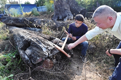 专家在湖北省咸宁市嘉鱼县检查木头的横切面。专家判断，树龄有200年以上，在水里浸泡起码100年以上，价值超过1000万元。