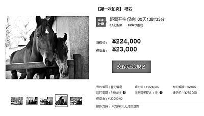 双十一法院网拍11匹马 评估价值28万起拍价22.4万