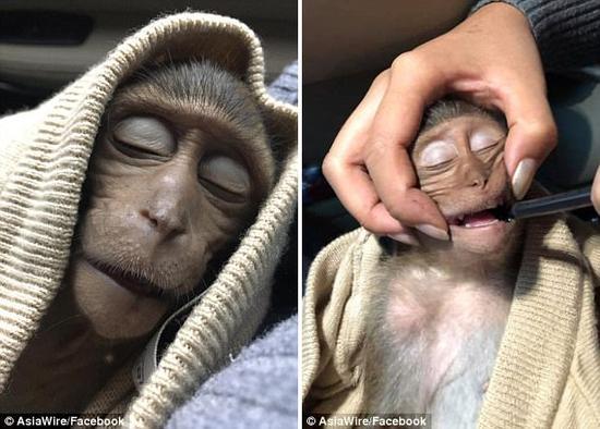 猴子喝过量咖啡中毒致昏迷10小时 或为模仿游客