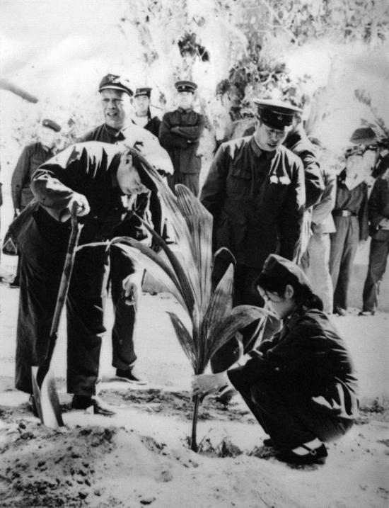 “将军林”的第一棵椰子树。