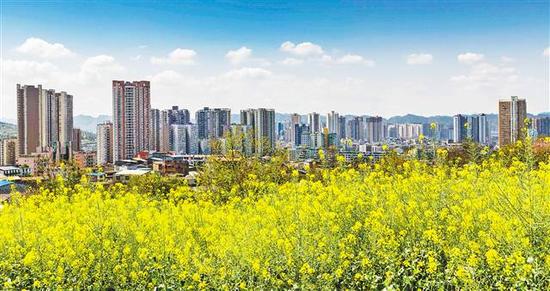 重庆市南川区石漠化治理后的花盆山上开满了花儿。特约摄影瞿明斌