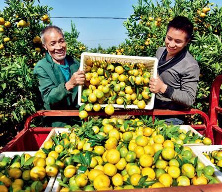 ▲ 10月24日，江西省鹰潭市塔桥园艺场，果农将采摘的蜜橘装车 许志平摄/本刊