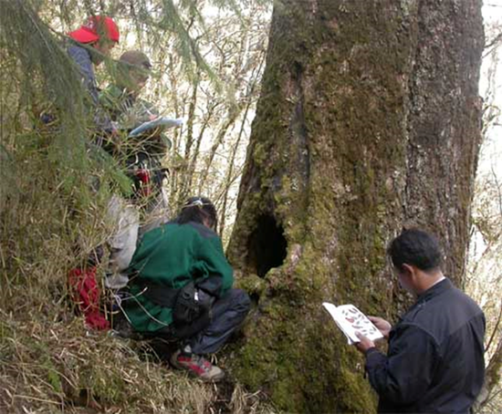 2005年，刘芳和团队在凉山调查时发现黑熊洞穴。