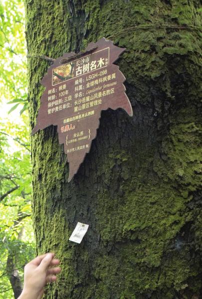 7月9日,长沙岳麓山景区正进行生物防治,工作人员在古树名木上放置装有赤眼蜂虫卵的白色纸袋。短小精悍的赤眼蜂身长不足1毫米,战斗力却爆棚,能“快准狠”地把害虫消灭在萌芽阶段。图/记者谢长贵