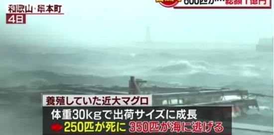 日本养殖场600条金枪鱼遇台风袭击 损失约1亿日元
