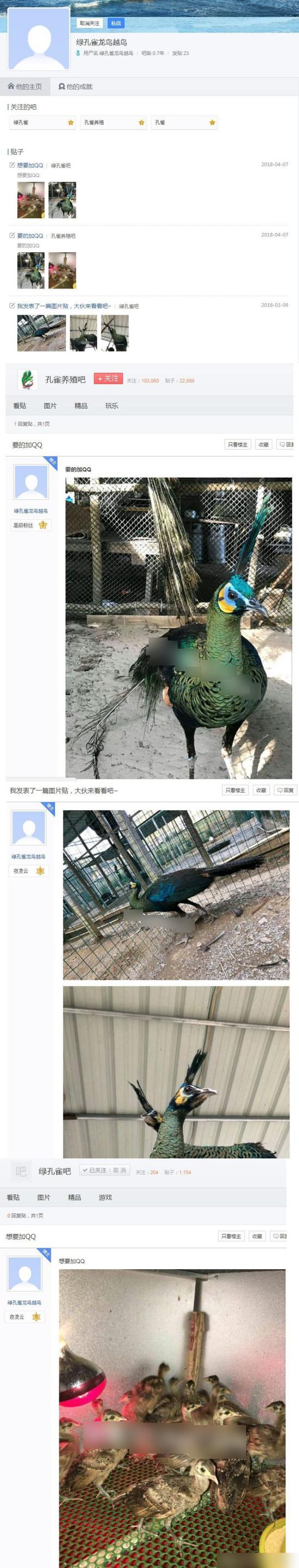 志愿者在微博上曝光的非法贩卖绿孔雀线索。