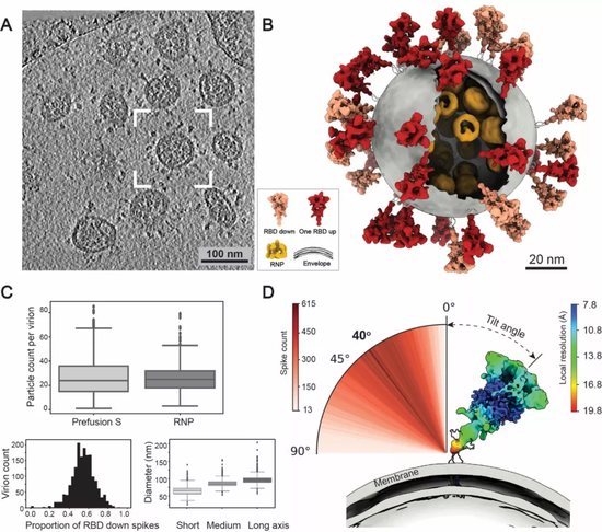 新冠病毒的分子结构。SARS-CoV-2病毒体具有代表性的冷冻电镜断层成像照片(A);通过构建RBD“向下”(橙色)和1个RBD“向上”(红色)构象的融合前的S蛋白、脂质包膜(灰色)和核糖核蛋白复合物RNPs(黄色)的模型来重现SARS-CoV-2全病毒三维结构(B);精确计数了每个病毒粒子的刺突蛋白和RNP的数量(C); 揭示最具有代表性的RBD“向下”的S蛋白构象。