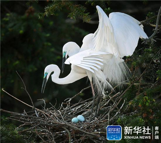  ↑在位于鄱阳湖畔的南昌市象山森林公园，两只白鹭在守护鸟蛋（4月19日摄）。新华社记者 万象 摄