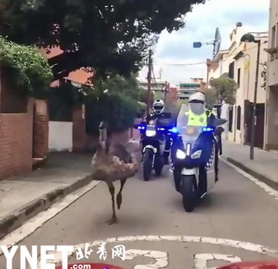 巴塞罗那警察骑车追赶出逃鸸鹋 大鸟已病发而亡