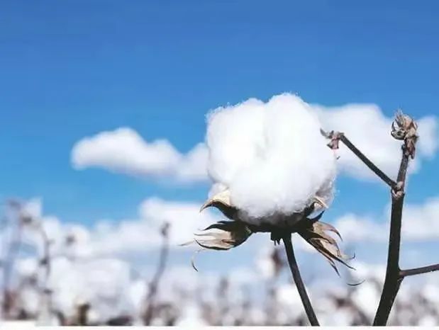 新疆棉花(图源:网络)