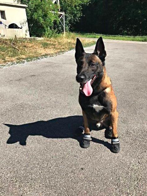 ▲蘇黎世警察局爲警犬穿上了鞋 圖據蘇黎世警局