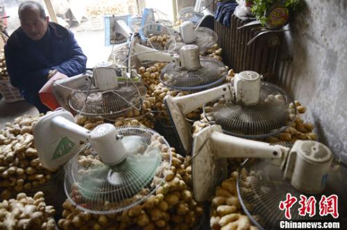 资料图:山西太原蔬菜批发市场,姜贩用多台电风扇风干新鲜潮湿的生姜。中新社发 韦亮 摄