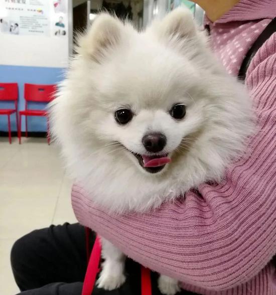 老人被狗绳绊倒死亡，各方法律责任如何划分？