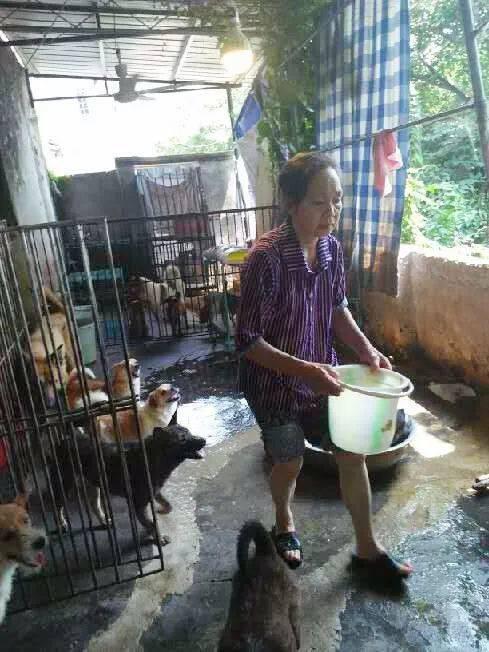 陈泽华先后收养了300余条流浪狗，最困难时上街乞讨“伙食费”