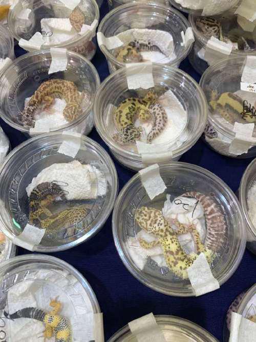 爬宠也是宠物 世界动物保护协会这次翻车了?
