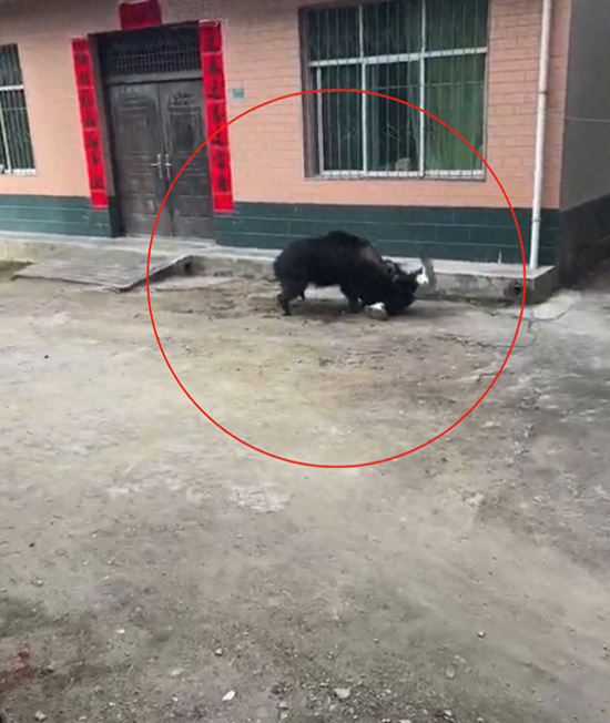 野豬反復咬人。圖/影片截圖