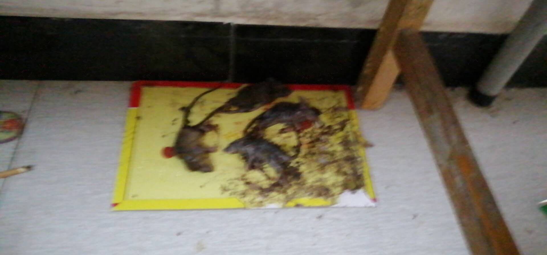 陈浩家人提供的宿舍内发现死老鼠的照片。 受访者供图