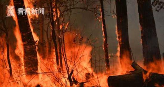 悉尼被大火包围三面皆燃 民众:只能往海里逃?