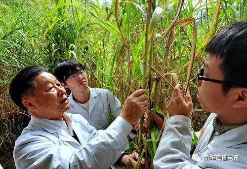 2014年2月23日,林占熺(左一)和他带的研究生一起观察菌草生长情况。新华社资料照片