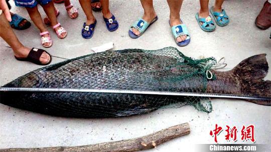 鱼身长达1.6米，引来众人围观 宋俊初 摄